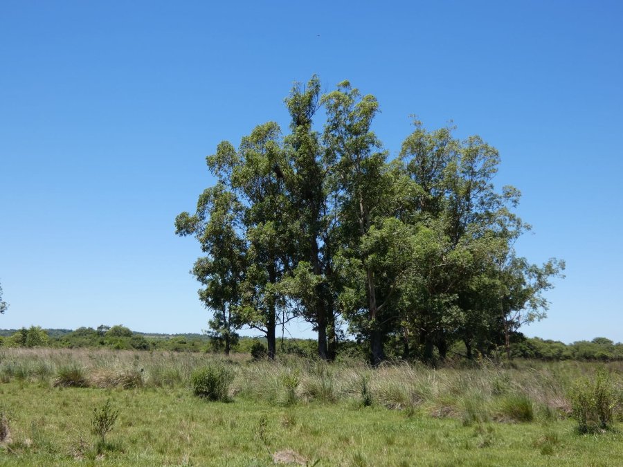 Paraguay Stadt